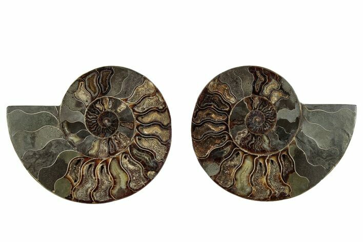 Cut & Polished, Agatized Ammonite Fossil - Madagascar #267976